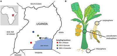 Increased Yield and High Resilience of Microbiota Representatives With Organic Soil Amendments in Smallholder Farms of Uganda